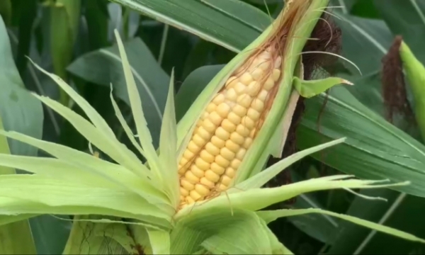 Loc Troi starts harvesting biomass corn