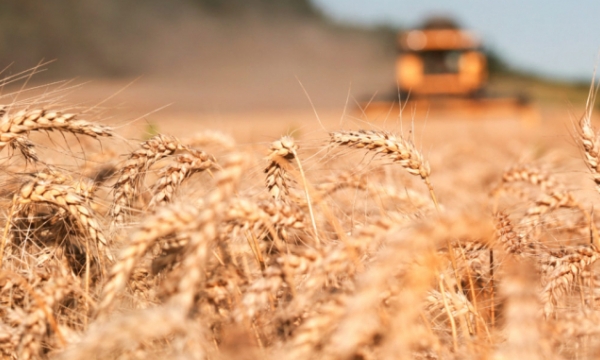 Giá lúa mì nội địa Nga tăng cao bất thường