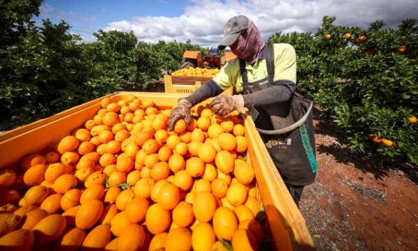Khủng hoảng lao động nông nghiệp Úc ngày càng trầm trọng