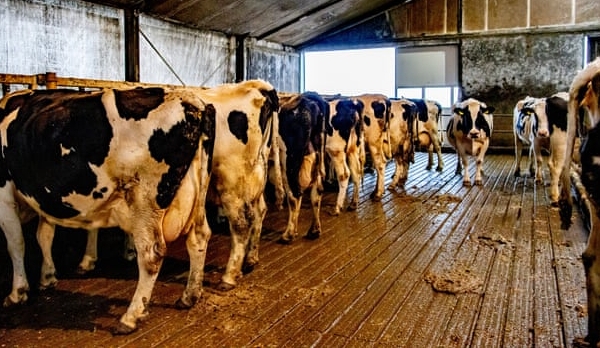 Hà Lan lên kế hoạch cắt giảm một phần ba số lượng vật nuôi