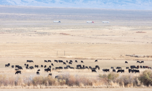 Hoa Kỳ: Hai mối đe dọa lớn tới ngành chăn nuôi bò bang Nevada