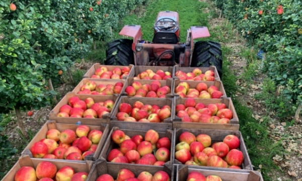Những lý do nào khiến Washington trở thành bang sản xuất táo nhiều nhất Hoa Kỳ?