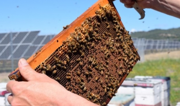 Anh: Tận dụng nuôi ong mật ở các công viên năng lượng mặt trời
