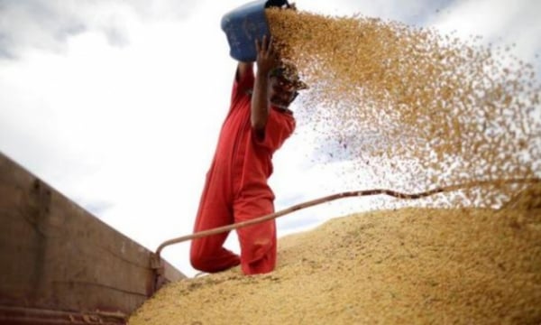 Mỹ lo ngại đậu tương Brazil 'lấn lướt' thị trường
