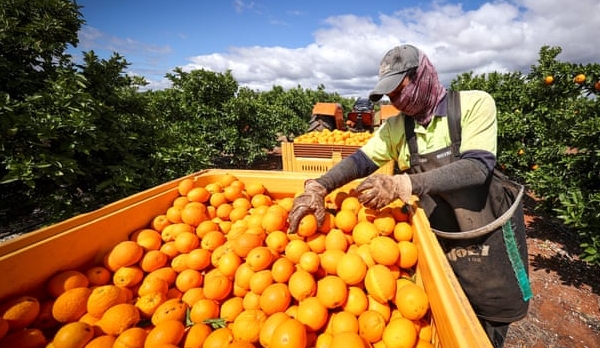 Úc sắp thực hiện trả mức sàn tiền lương cho công nhân nông trại