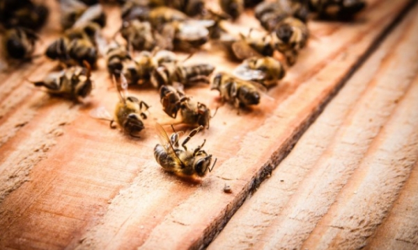 Người nuôi ong Pháp kêu gọi cấm thuốc diệt cỏ profulscarb