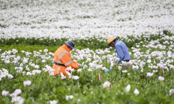 Chuyên gia nghi ngại kế hoạch thị thực nông nghiệp mới của Úc