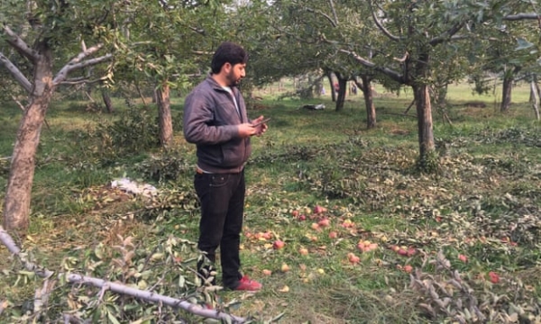 Nghề trồng táo Ấn Độ sẽ sớm bị 'xóa sổ'?