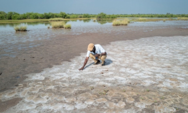 Nông dân Gambia khốn quẫn vì nước biển dâng