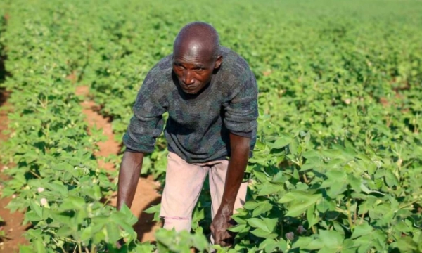 Nông dân Kenya đổ xô trồng bông GMO