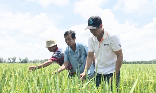 Synchronizing solutions to support development of Mekong Delta cooperatives