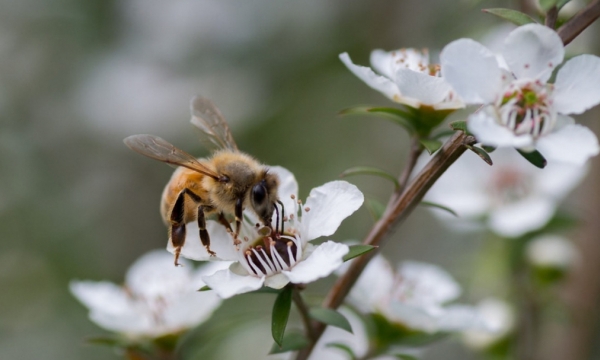 Úc ủng hộ phán quyết của Anh về thương hiệu 'mật ong Manuka'