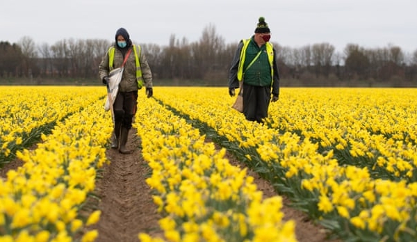 Anh: Ngành công nghiệp trồng hoa thủy tiên vàng có nguy cơ sụp đổ
