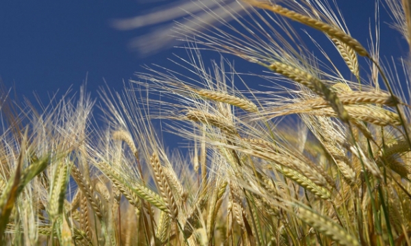 Người mua lúa mì châu Á lo lắng vì chất lượng lúa mì Úc xuống cấp