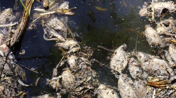 Mexico: Hàng chục tấn cá chết vì bã rượu tequila làm ô nhiễm hồ nước