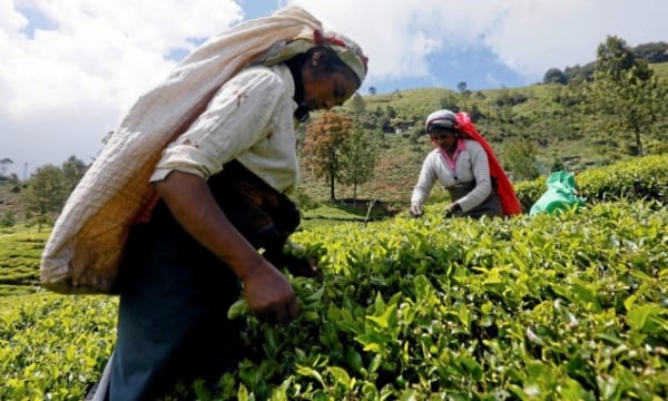 Sri Lanka dùng trà để trả nợ dầu cho Iran