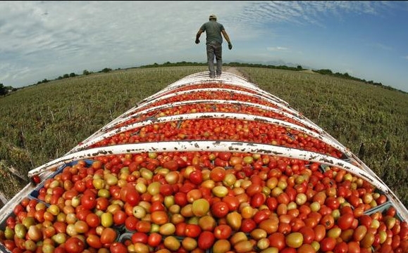 Mỹ chặn cà chua từ các nông trại Mexico