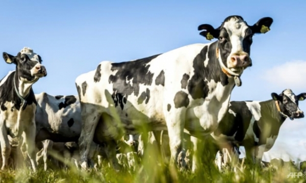 Chính phủ Hà Lan gửi tối hậu thư cho người chăn nuôi gia súc
