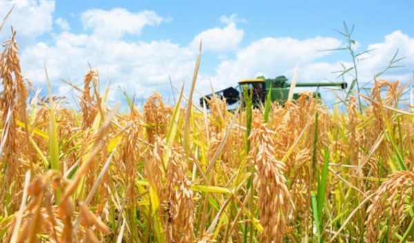 Chuyên gia: Úc lại trở thành nhà xuất khẩu gạo lớn trong năm 2022