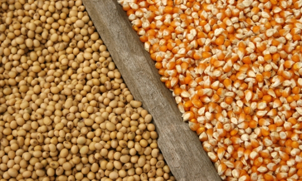 Nông dân Mỹ đau đầu lựa chọn ngô hay đậu tương cho vụ mùa mới