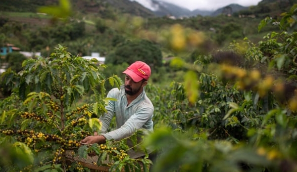 Trái đất nóng lên đe dọa các khu vực trồng cà phê, hạt điều và bơ