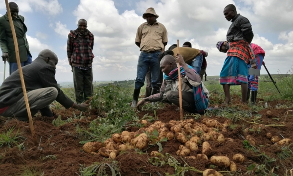 Nông dân trồng khoai tây Kenya để mắt đến công nghệ và thị trường Trung Quốc
