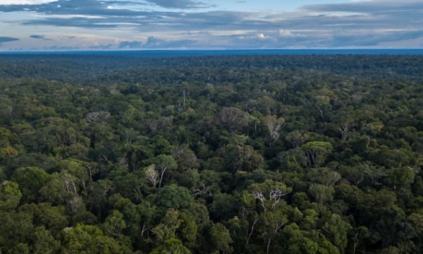 Hơn 75% rừng Amazon mất khả năng phục hồi