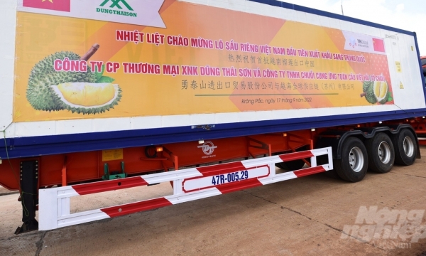 Hơn 100 tấn sầu riêng Việt Nam lên đường xuất khẩu sang Trung Quốc