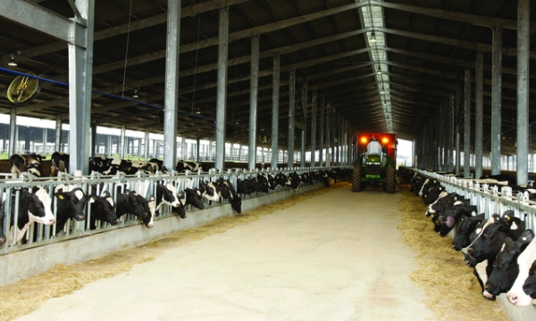 TH – doanh nghiệp sản xuất thức ăn chăn nuôi cho bò sữa tốt nhất Việt Nam