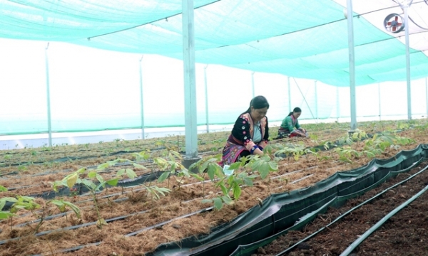 Lai Châu thu hút hàng nghìn tỷ đồng đầu tư vào lĩnh vực nông nghiệp