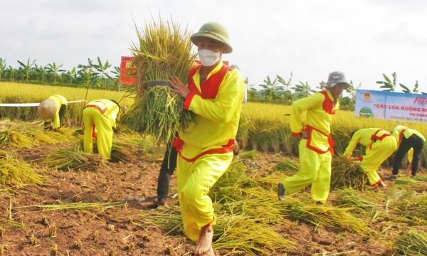 Nông dân thi gặt lúa - rươi gắn sản xuất an toàn với du lịch trải nghiệm