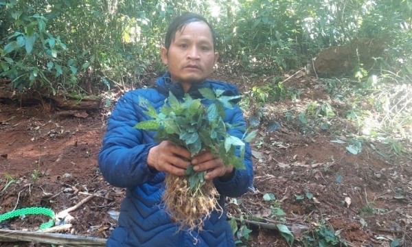 Cấp phát 12.000 cây giống sâm Ngọc Linh do Thủ tướng Chính phủ trao tặng