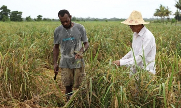 Trung Quốc xuất khẩu công nghệ lúa gạo sang quốc đảo ở Thái Bình Dương
