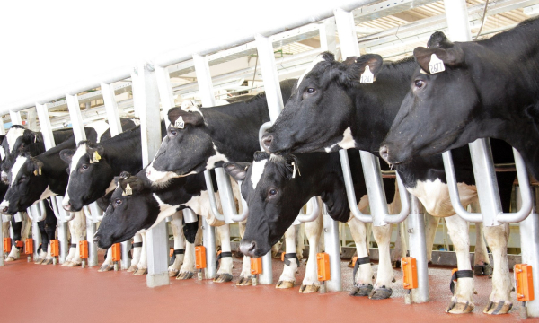 Self-control over dairy cow breeds, TH Group plays a big role in solving agriculture challenges