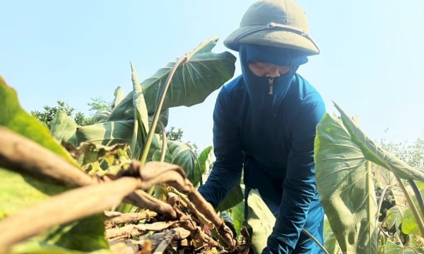 Hà Tĩnh nắng 43 độ C, nông dân loay hoay chống hạn cho cây trồng