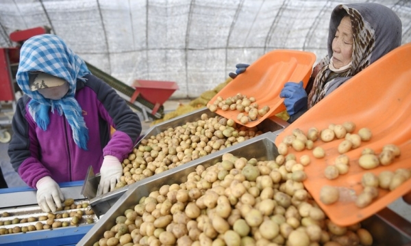 Trung Quốc tạo đột phá mới trong nhân giống khoai tây lai
