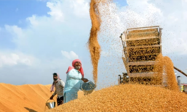 Ấn Độ bán thêm lúa mì, gạo để hạ nhiệt thị trường