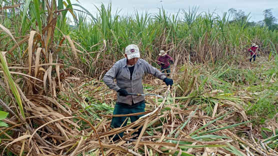Upholding sugar cane production