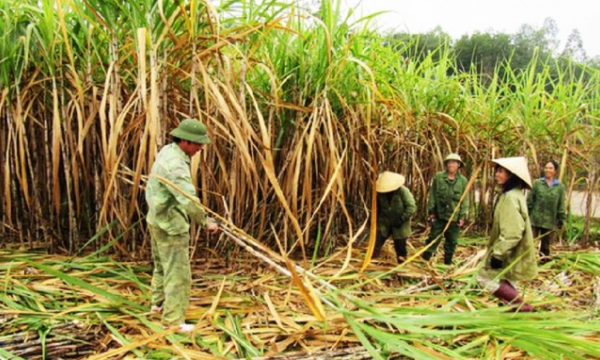A series of policies to retain sugar cane growers