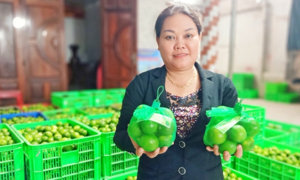 Seedless lemons stand firm against fluctuations in the agricultural market