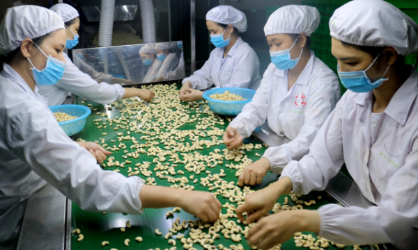 Looking for market share increase of Vietnamese cashews in Europe