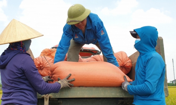 Fresh rice price falls, farmers face heavy losses