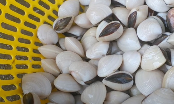 Vietnam has many advantages to boost seafood exports to the EU