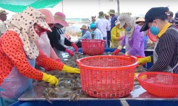 Great opportunities for seafood exports to East Asia