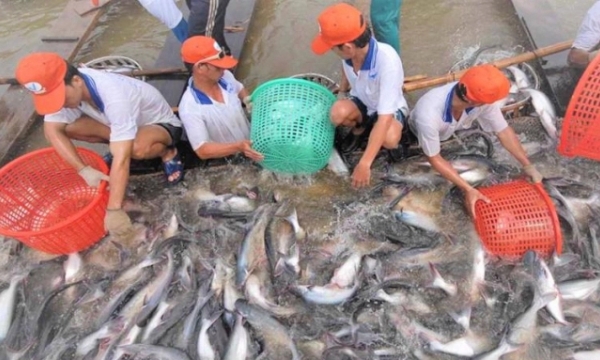 Tra fish exports at the lowest in 5 months