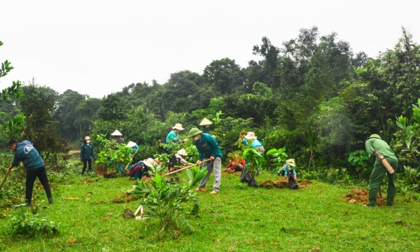 Planting nearly 3,000 large timber trees for watershed forest on international tree-planting day