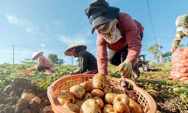 Một ngày thu hoạch khoai tây cùng nông dân Đức Trọng