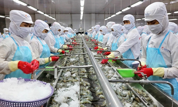 CPTPP là thị trường đứng thứ 2 về nhập khẩu tôm Việt Nam