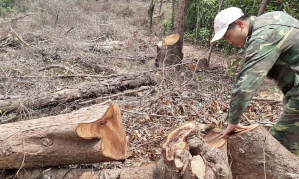 Quảng Trị cần xử lý nghiêm vụ phá rừng tự nhiên