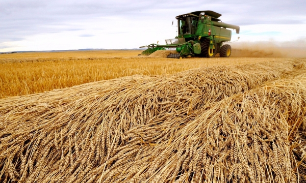 Nguồn cung lúa mì cho thế giới chỉ còn đủ cho 10 tuần